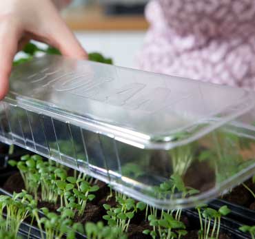 Mini Greenhouse | Propagator | Starter Kits