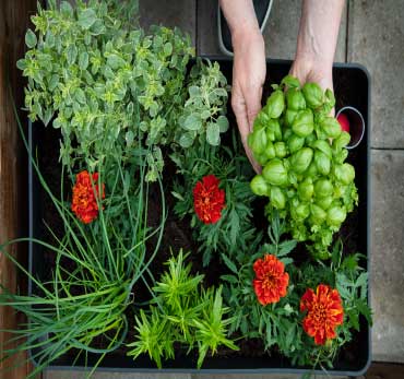 Biolan Planter | With Sub-Irrigation Reservoir
